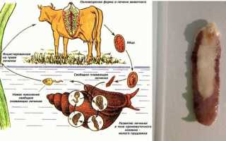Паразит двуустка: как можно заразиться