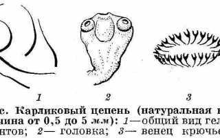 Симптомы и лечение гименолепидоза или карликового цепня