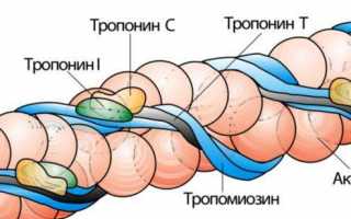 Тропонин норма в крови