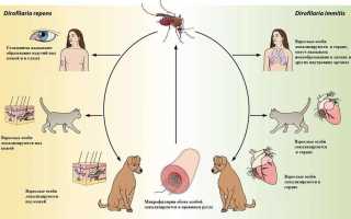 Симптомы и лечение дирофиляриоза у человека