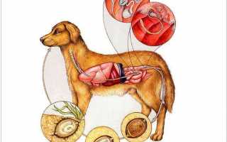 Симптомы и лечение дирофиляриоза (сердечных глистов) у собак