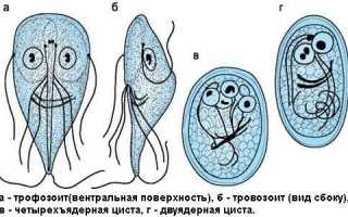 Лечение лямблий у взрослых народными средствами