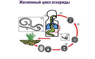 Цикл и схема развития человеческой аскариды, инкубационный период и сколько живут