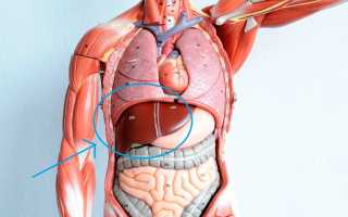 Печень: где находится, анатомия, лечение и профилактика болезней
