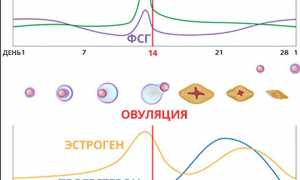 Анализ крови на гормоны фсг