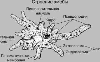 Симптомы и лечение паразитов в печени человека