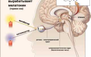 Какие гормоны вырабатывает эпифиз?