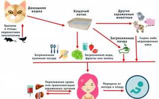 Симптомы и лечение врожденного и приобретенного токсоплазмоза у детей, прогноз