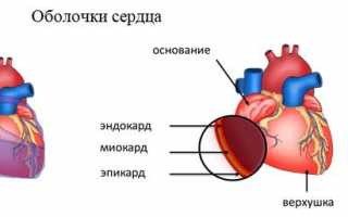 Строение сердца человека анатомия