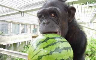 Второй случай «синдрома Дауна» у шимпанзе