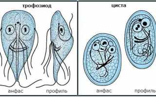 Симптомы и лечение лямблиоза у кошек