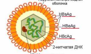 Анализ крови на HBsAg: положительный и отрицательный результат