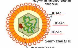 Анализ крови на HBsAg: положительный и отрицательный результат