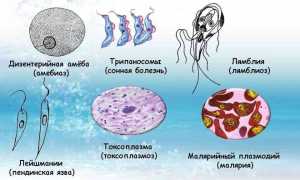 Простейшие паразиты человека: таблица