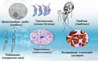 Простейшие паразиты человека: таблица