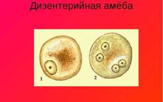 Профилактика и меры предупреждения дизентерийной амебы